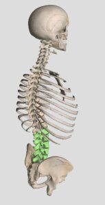 Aké stavy a poruchy ovplyvňujú chrbticu - Koľko mame stavcov