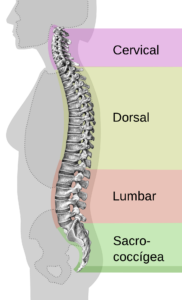 ¿Qué son los segmentos de la columna vertebral?
