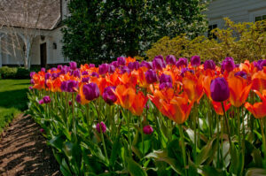 Jak pěstovat tulipány - Výsadba tulipánů