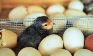 Cómo ayudar al pollito a salir del huevo 2