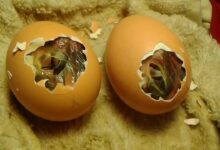 Ako pomôcť kuriatku z vajíčka