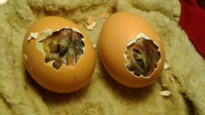 Cómo ayudar al polluelo a salir del huevo