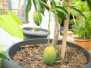 Cómo cultivar mangos - Cómo cultivar mangos