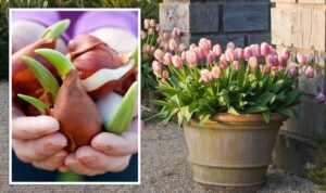 Jak vysadit tulipány
