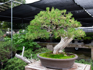 Jak uprawiać bonsai
