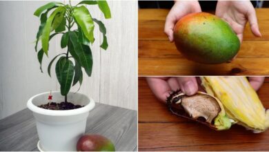 Ako vypestovať mango