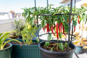 Jak pěstovat pálivé chilli papričky