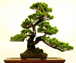 Jak rozpocząć uprawę bonsai