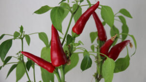 Bežné druhy čili papričiek na pestovanie - Ako vypestovať pálivé chilli