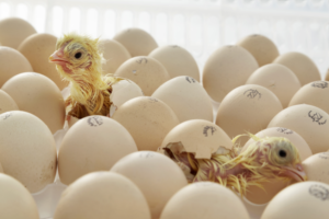 Humedad de incubación - Cómo ayudar al polluelo a salir del huevo