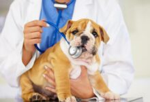 Najčastejšie choroby psov - OCHORENIA ZUBOV
