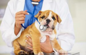 Las enfermedades más comunes de los perros - ENFERMEDADES DENTALES