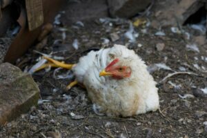 Las enfermedades más comunes de las gallinas