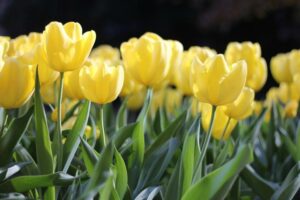 DOPORUČENÉ ADRESY - Výsadba tulipánů