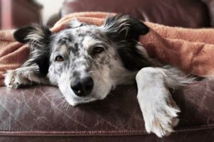 Psia kupa lub psia kupa - najczęstsze choroby psów