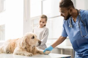 Pásomnica - Najčastejšie choroby psov