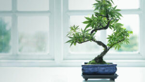 Gleba - Jak uprawiać bonsai