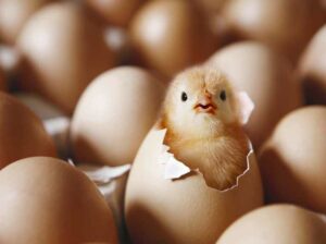 Ayudar a los pollitos a salir de los huevos no es una buena idea