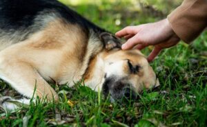 RAKOVINA - Najčastejšie choroby psov