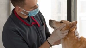 SVRBENIE KOŽE ALEBO KOŽNÉ INFEKCIE - Najčastejšie choroby psov