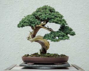 Cuidar el bonsái después de plantarlo