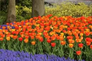 Jsou tulipány jednoleté nebo víceleté cibuloviny?