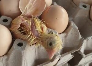 Secretos, Cómo ayudar al pollito a salir del huevo