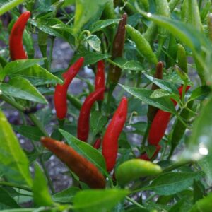Tipy pro pěstování opravdu pálivých paprik