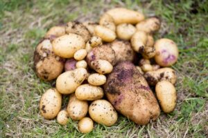 Veľkosť odrôd zemiakov