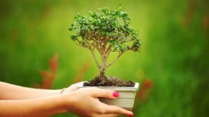 Podlewanie - Jak uprawiać bonsai