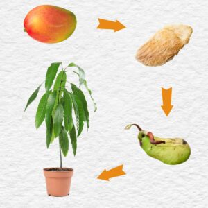 Zrelé mango - Ako vypestovať mango