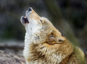 Vlci a kojoti