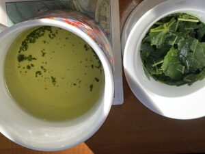 Recept na čaj z figových listov