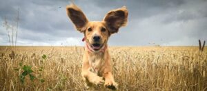 Hundar har 18 muskler som styr deras öron