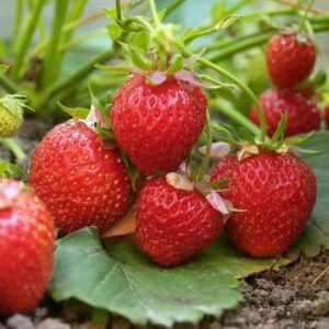 Hur man odlar Elsanta jordgubbar