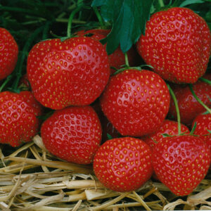Fakta om Elsanta jordgubbar