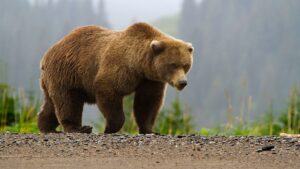 Hur björnar anpassar sig till olika miljöer