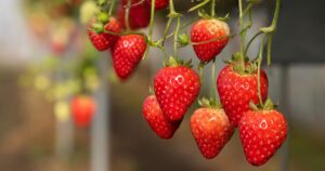 Sweet Kiss - De bästa jordgubbarna som fortfarande bär