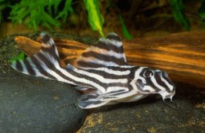 Škvrnitá sumca (Hypancistrus zebra) - Ryba do malého akvária