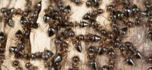Hur myror får sin föda - Vad myror äter