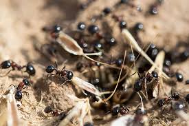 Rastlinná strava mravcov