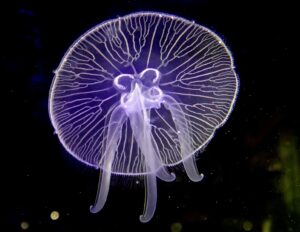 Medúza (Aurelia aurita) - Ryba do malého akvária