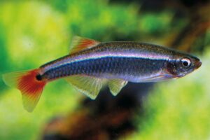 Kardinálka (Tanichthys albonubes) - Ryba do malého akvária