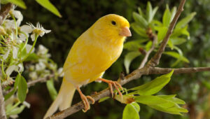 Starostlivosť o perie - Ako chovať kanáriky
