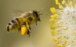 Problem som hotar vilda bin