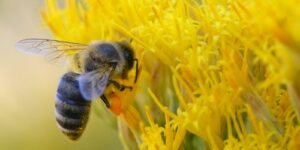 Hur vi kan hjälpa vilda bin