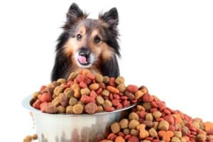 Nepodliehajte vášmu psu - Ako naučiť psa jesť granule