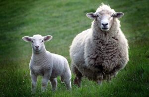 Chov oviec v rámci trhu - Ako chovať ovce