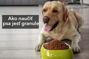 Ako naučiť psa jesť granule