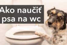 Ako naučiť psa na wc